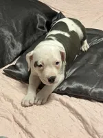 Spots, a female American Bully for sale in Durham, NC – Photo 4 of 9