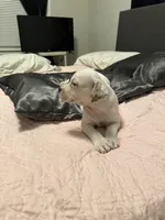 Jacob , a male American Bully for sale in Durham, NC – Photo 3 of 7