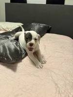 Jacob , a male American Bully for sale in Durham, NC – Photo 2 of 7