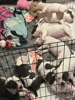 Jacob , a male American Bully for sale in Durham, NC – Photo 5 of 7