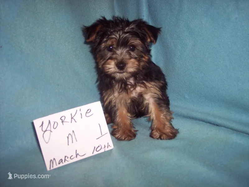 YORKSHIRE TERRIER BOY #1 – Yorkshire Terrier puppy for sale in Gresham, WI