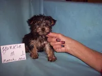 YORKSHIRE TERRIER BOY #1, a male Yorkshire Terrier for sale in Gresham, WI – 2 of 2