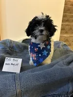 SHICHON BOY  # 2   , a male Shichon for sale in Gresham, WI – 1 of 1