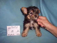 YORKSHIRE TERRIER BOY #2, a male Yorkshire Terrier for sale in Gresham, WI – 2 of 2