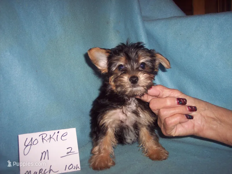 YORKSHIRE TERRIER BOY #2 – Yorkshire Terrier puppy for sale in Gresham, WI