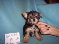 YORKSHIRE TERRIER BOY #2, a male Yorkshire Terrier for sale in Gresham, WI – 1 of 2