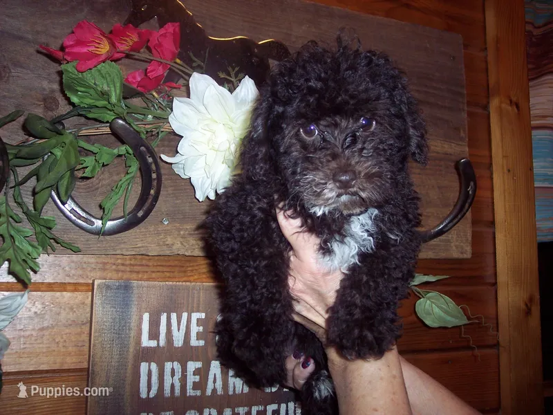 CHOCOLATE SCHNOODLE 2, a female Schnoodle for sale in Gresham, WI – Photo 1 of 5