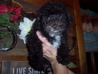 CHOCOLATE SCHNOODLE 2, a female Schnoodle for sale in Gresham, WI – Photo 5 of 5