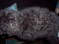 CHOCOLATE SCHNOODLE 2, a female Schnoodle for sale in Gresham, WI – Photo 4 of 5