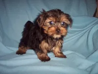 YORKSHIRE TERRIER BOY #1, a male Yorkshire Terrier for sale in Gresham, WI – 3 of 3