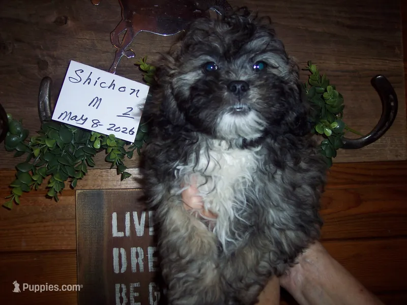 SHICHON BOY – Shichon puppy for sale in Gresham, WI