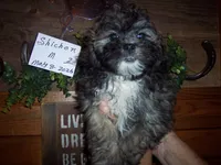  SALE PRICE     SHICHON BOY, a male Shichon for sale in Gresham, WI – 1 of 2