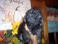 YORKIPOO BOY # 4, a male Yorkipoo for sale in Gresham, WI – 2 of 2
