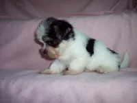 MORKIE GIRL, a female Morkie for sale in Gresham, WI – 2 of 2