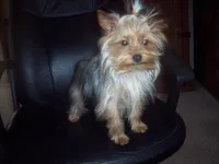 toy, a female Yorkshire Terrier for sale in Gresham, WI – Photo 2 of 2