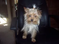 toy, a female Yorkshire Terrier for sale in Gresham, WI – Photo 1 of 2
