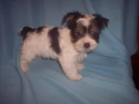 parti 1, a male Yorkshire Terrier for sale in Gresham, WI – Photo 1 of 3