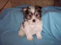 TINY TOY BOY, a male Yorkshire Terrier for sale in Gresham, WI – Photo 2 of 2