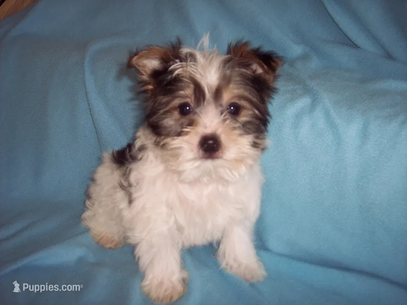 TINY TOY BOY – Yorkshire Terrier puppy for sale in Gresham, WI