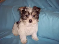 TINY TOY BOY, a male Yorkshire Terrier for sale in Gresham, WI – Photo 1 of 2