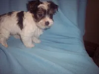 parti 1, a male Yorkshire Terrier for sale in Gresham, WI – Photo 2 of 3