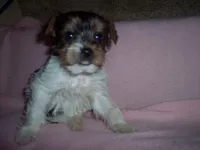 PARTI GIRL, a female Yorkshire Terrier for sale in Gresham, WI – Photo 3 of 4