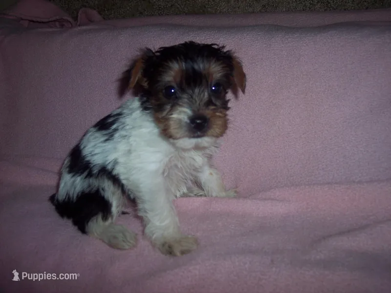 PARTI GIRL, a female Yorkshire Terrier for sale in Gresham, WI – Photo 1 of 4