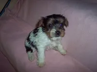 PARTI GIRL, a female Yorkshire Terrier for sale in Gresham, WI – Photo 4 of 4