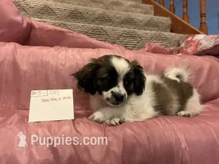 MIRANDA – Shichon puppy for sale in Gresham, WI