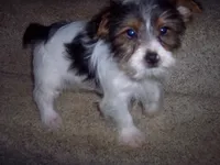 PARTI GIRL, a female Yorkshire Terrier for sale in Gresham, WI – Photo 3 of 3