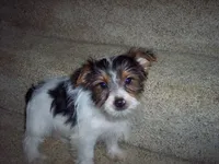 PARTI GIRL, a female Yorkshire Terrier for sale in Gresham, WI – Photo 2 of 3