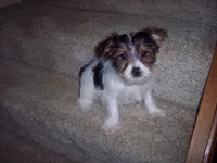 PARTI GIRL, a female Yorkshire Terrier for sale in Gresham, WI – Photo 1 of 3