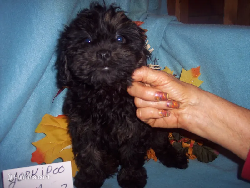 YORKIPOO BOY # 2 – Yorkipoo puppy for sale in Gresham, WI