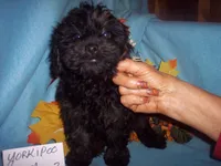 YORKIPOO BOY # 2, a male Yorkipoo for sale in Gresham, WI – 1 of 2