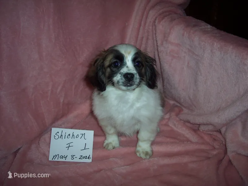SHICHON GIRL #1 – Shichon puppy for sale in Gresham, WI