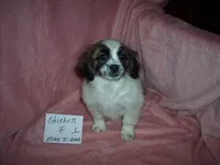 SHICHON GIRL #1, a female Shichon for sale in Gresham, WI – 1 of 3