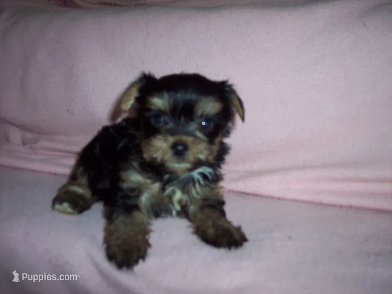 YORKIE GIRL # 1 – Yorkshire Terrier puppy for sale in Gresham, WI