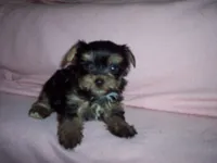 YORKIE GIRL # 1, a female Yorkshire Terrier for sale in Gresham, WI – 1 of 3