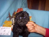 YORKIPOO BOY   # 1 , a male Yorkipoo for sale in Gresham, WI – 2 of 2