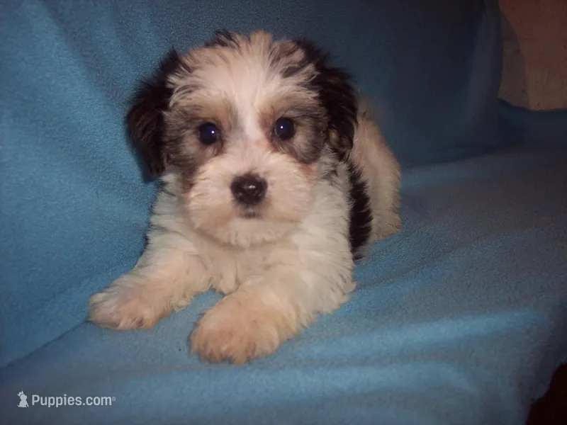 PARTI MORKIE, a male Morkie for sale in Gresham, WI – Photo 1 of 3