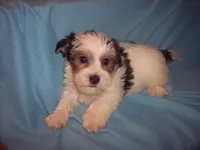 PARTI MORKIE, a male Morkie for sale in Gresham, WI – Photo 2 of 3