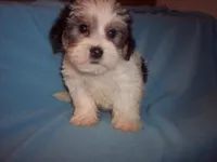 PARTI MORKIE, a male Morkie for sale in Gresham, WI – Photo 3 of 3