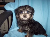 SHORKIE  BOY  #3, a male Shorkie for sale in Gresham, WI – 3 of 3