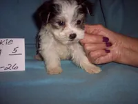 PARTI BOY, a male Morkie for sale in Gresham, WI – 2 of 3