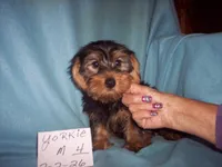 YORKIE BOY #4, a male Yorkshire Terrier for sale in Gresham, WI – Photo 3 of 3