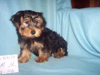 YORKIE BOY #4, a male Yorkshire Terrier for sale in Gresham, WI – Photo 2 of 3
