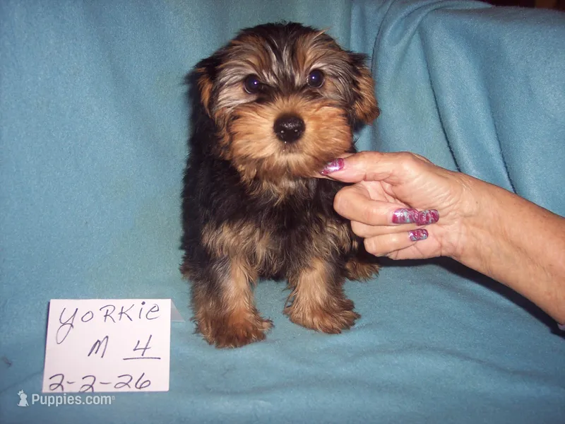 YORKIE BOY #4 – Yorkshire Terrier puppy for sale in Gresham, WI