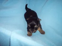 SHORKIE BOY  , a male Shorkie for sale in Gresham, WI – 3 of 3