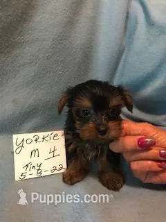 YORKIE  BOY, a male Yorkshire Terrier for sale in Gresham, WI – Photo 1 of 2