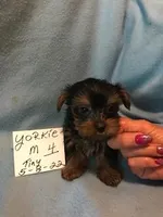 YORKIE  BOY, a male Yorkshire Terrier for sale in Gresham, WI – Photo 1 of 2